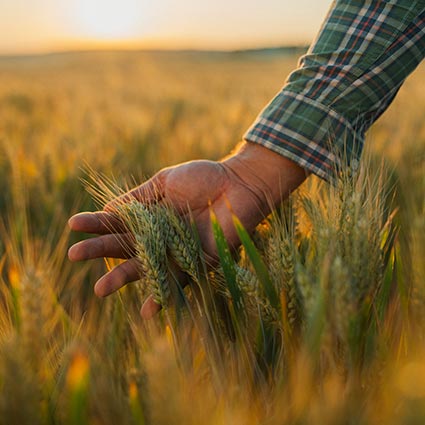 Farmer holding crops in field
