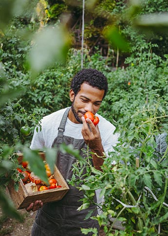 Farmer smelling tomato in field